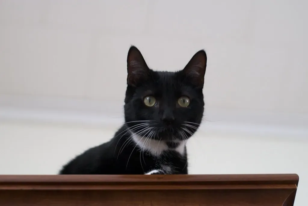 They Observe Before Participating (Image Credits: Flickr)