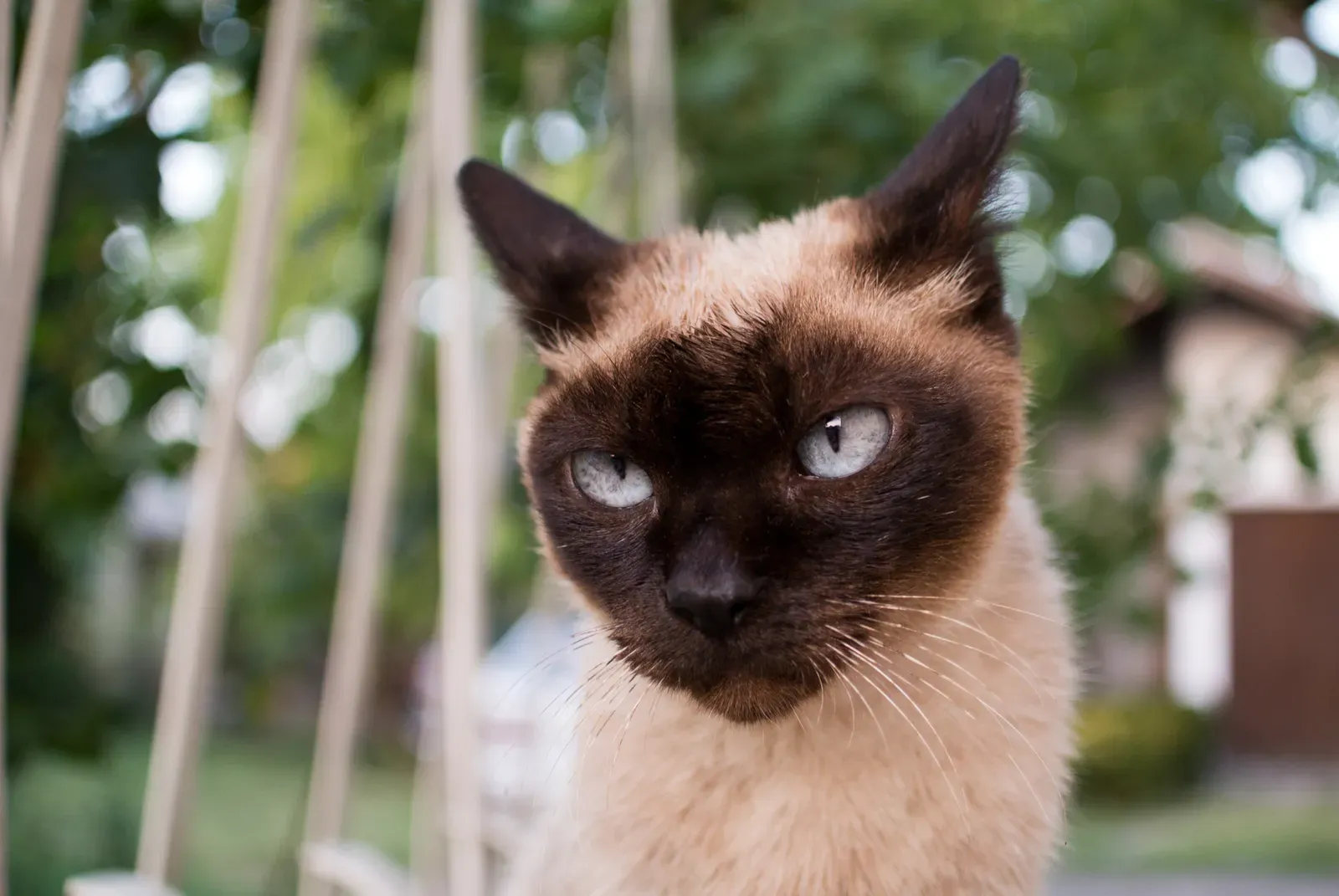 Siamese: The Jealous Drama Queen (Image Credits: Wikimedia)
