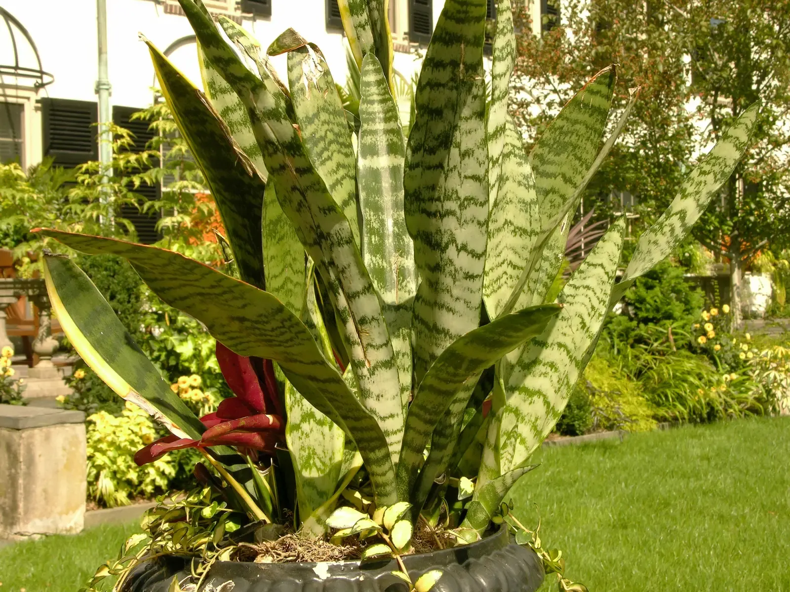 Snake Plant: Not Just Dangerous for Its Namesake (Image Credits: Wikimedia)
