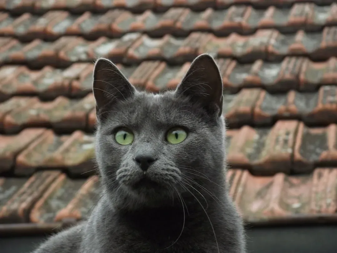 12. Russian Blue: The Loyal, Quietly Devoted Best Friend (Image Credits: Unsplash)
