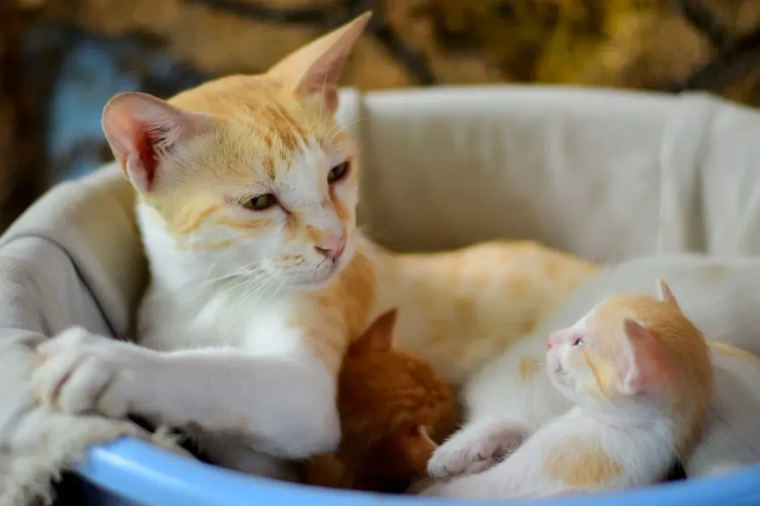 The Roots in Kittenhood (Image Credits: Unsplash)