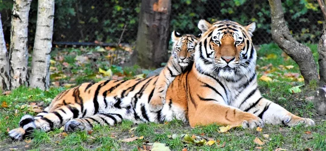 Rethinking Human–Tiger Conflict Through a Social Lens (Image Credits: Unsplash)