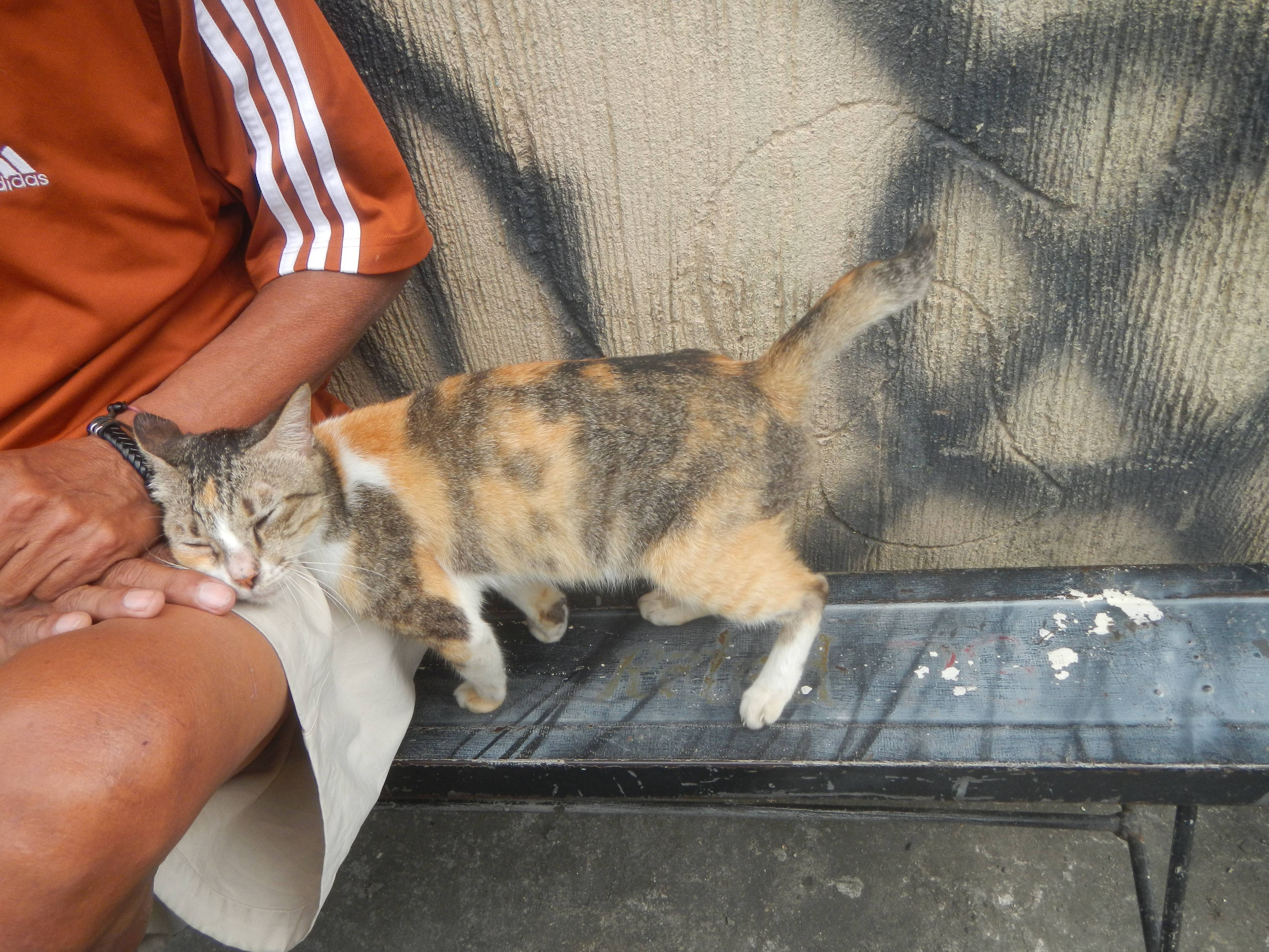 Behavioral Changes When Cats Sense Your Sadness (Image Credits: Wikimedia)