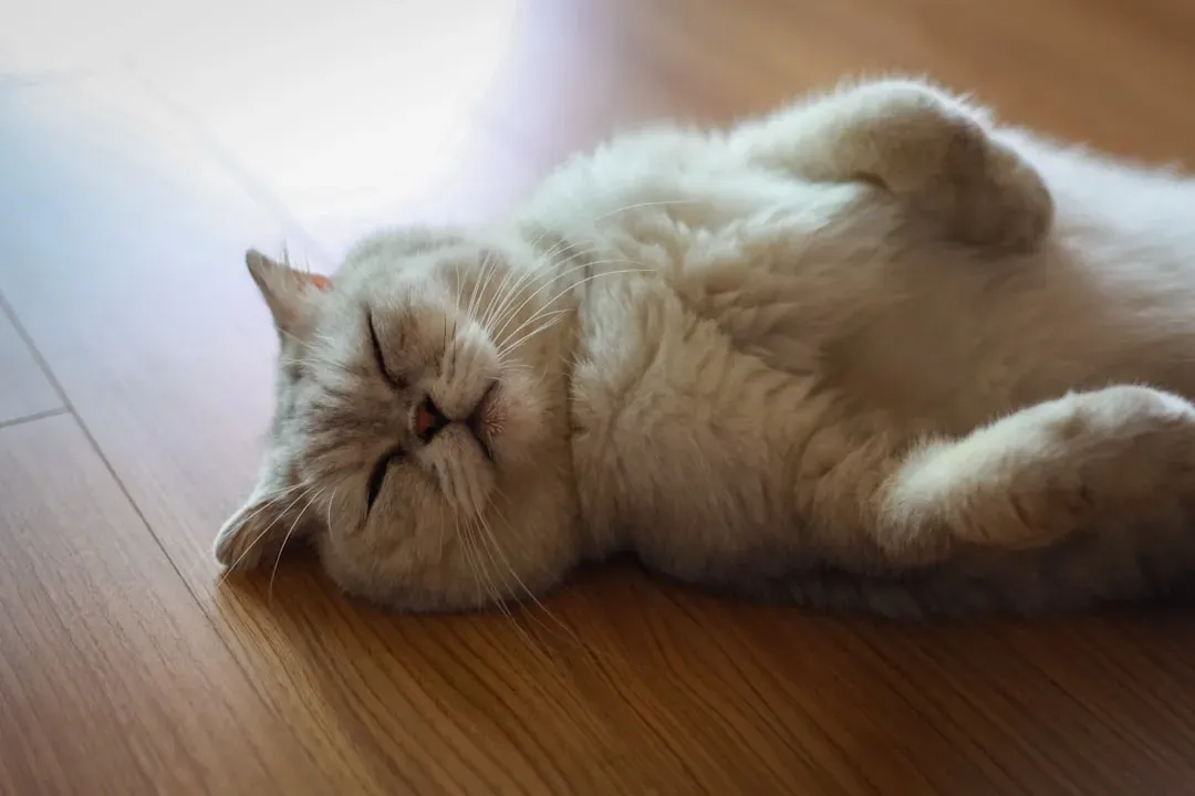 The Belly-Up Position: A Rare Compliment From Your Cat (Image Credits: Unsplash)