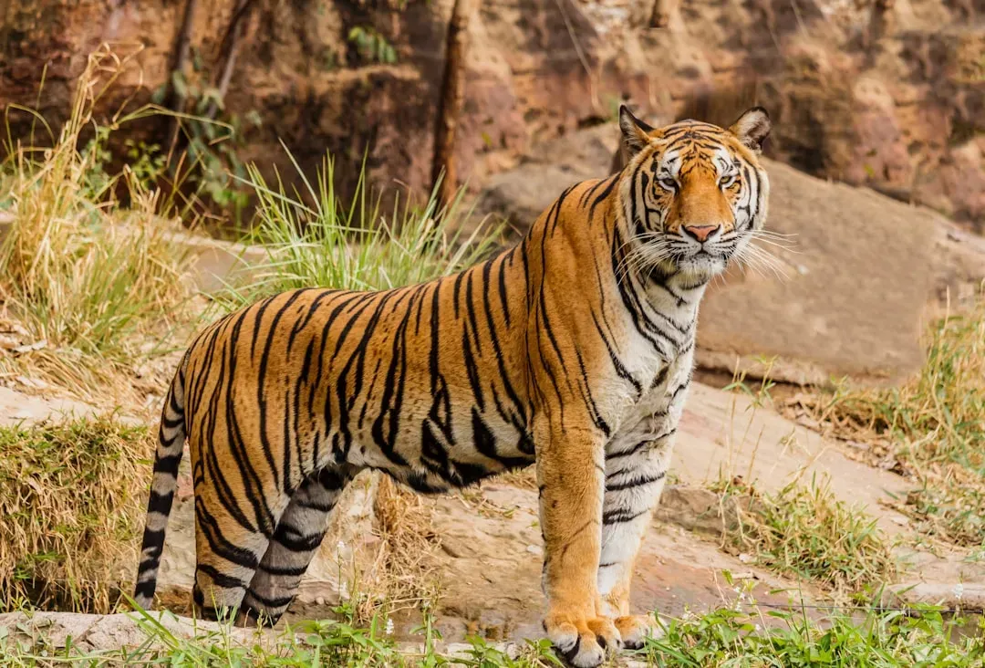 #1. Tigers are the largest cats on the planet, full stop (Image Credits: Unsplash)