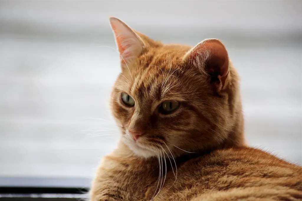 Mobility Changes You Might Be Overlooking (Image Credits: Flickr)