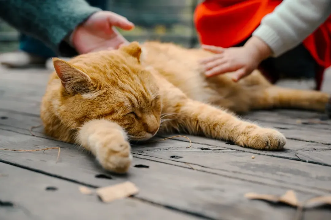 #3 They Understand Gentle Touch, Not Just "Being Careful" (Image Credits: Unsplash)