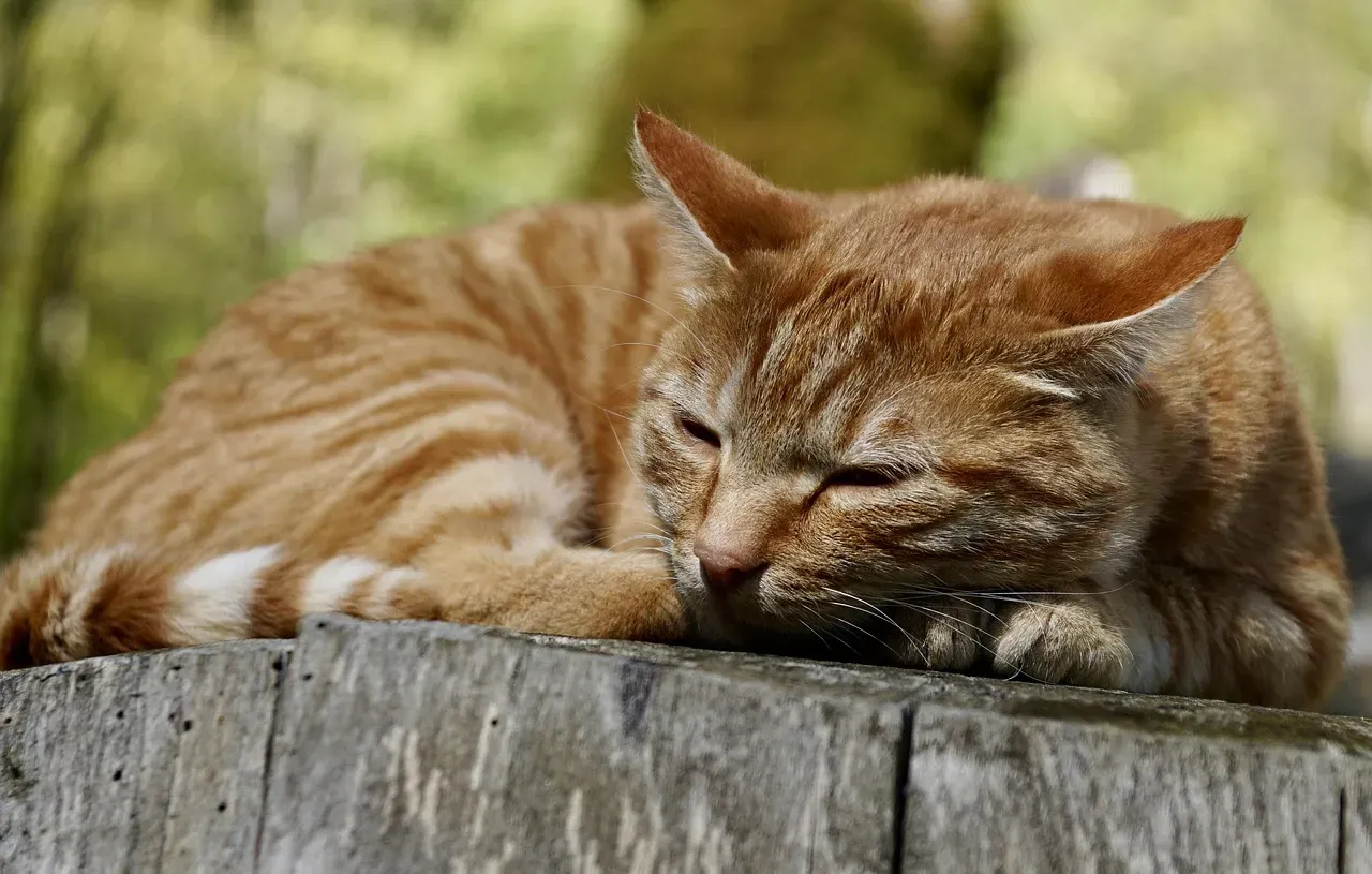 The Light Sleep Trick That Keeps Your Cat Always Battle-Ready (Image Credits: Pixabay)