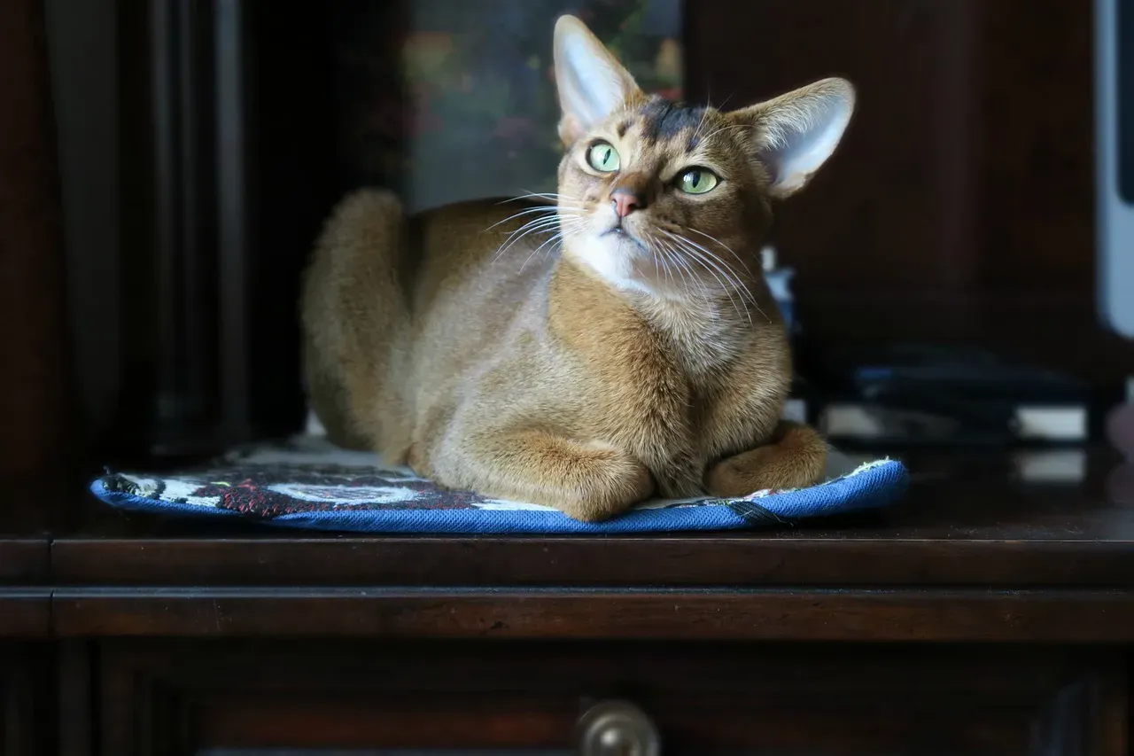 Abyssinian Cats: Ancient but Not Eternal (Image Credits: Pixabay)