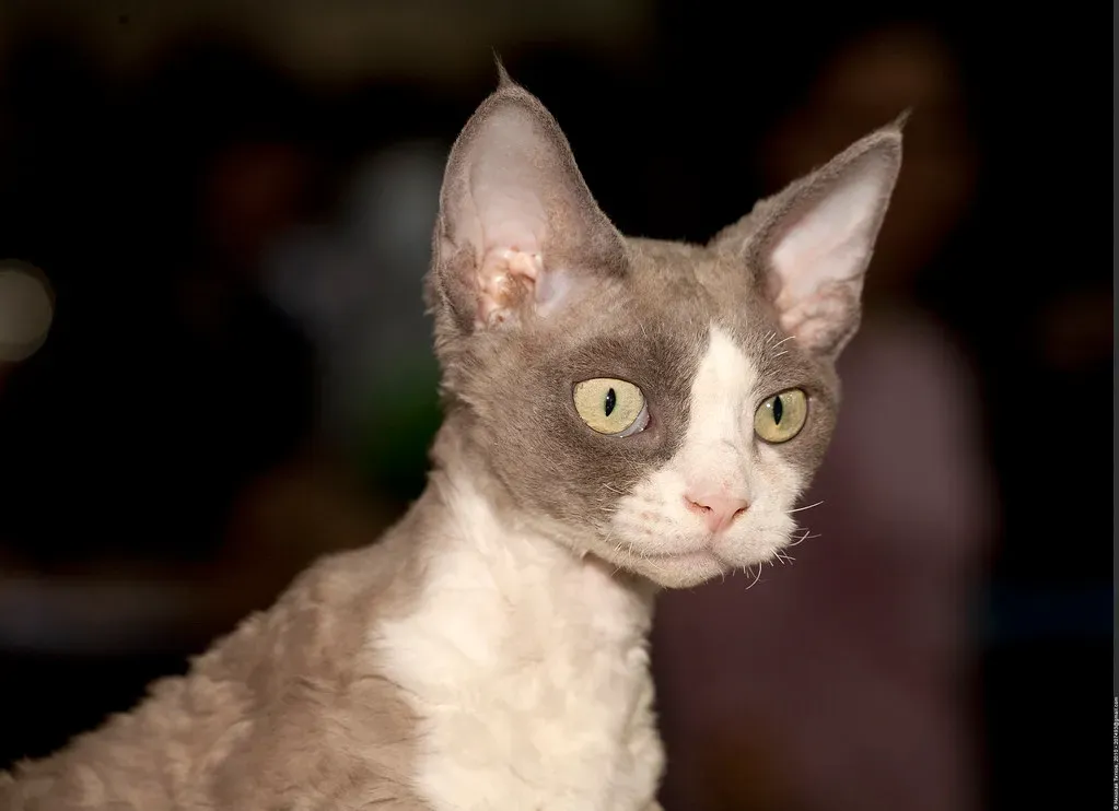 Devon Rex: The Attention-Seeking Pixie (Image Credits: Flickr)