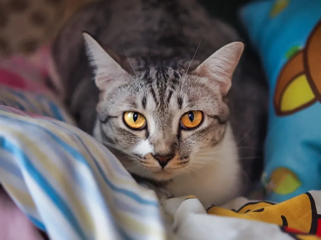 The Independent Spirit of Female Cats (Image Credits: Unsplash)
