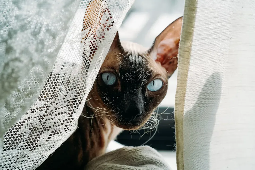 7. Your Curtains and the Space Behind Them (Image Credits: Unsplash)