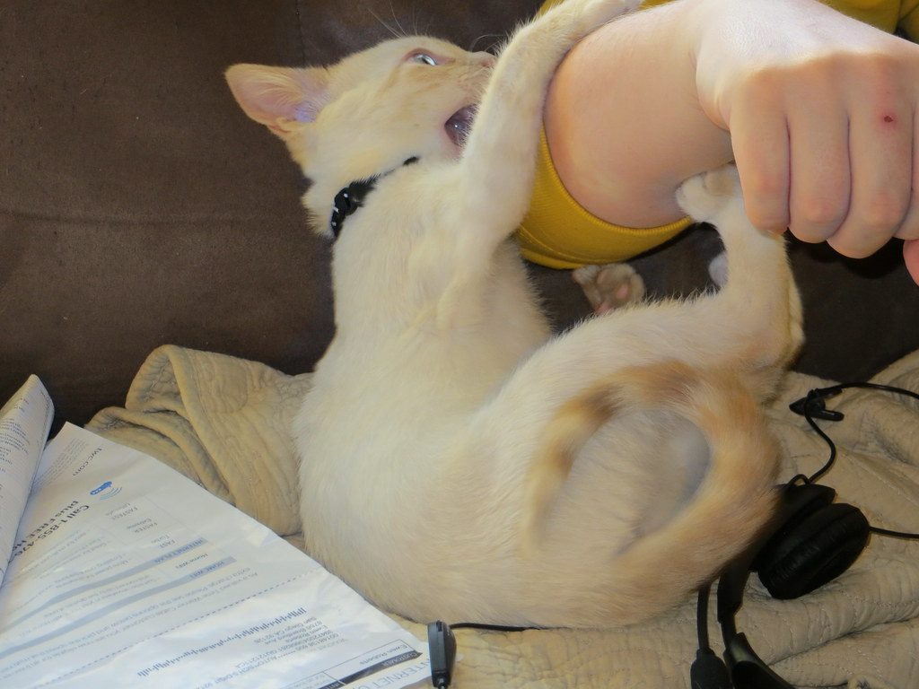 Allowing Rough Play When They're Young (Image Credits: Flickr)