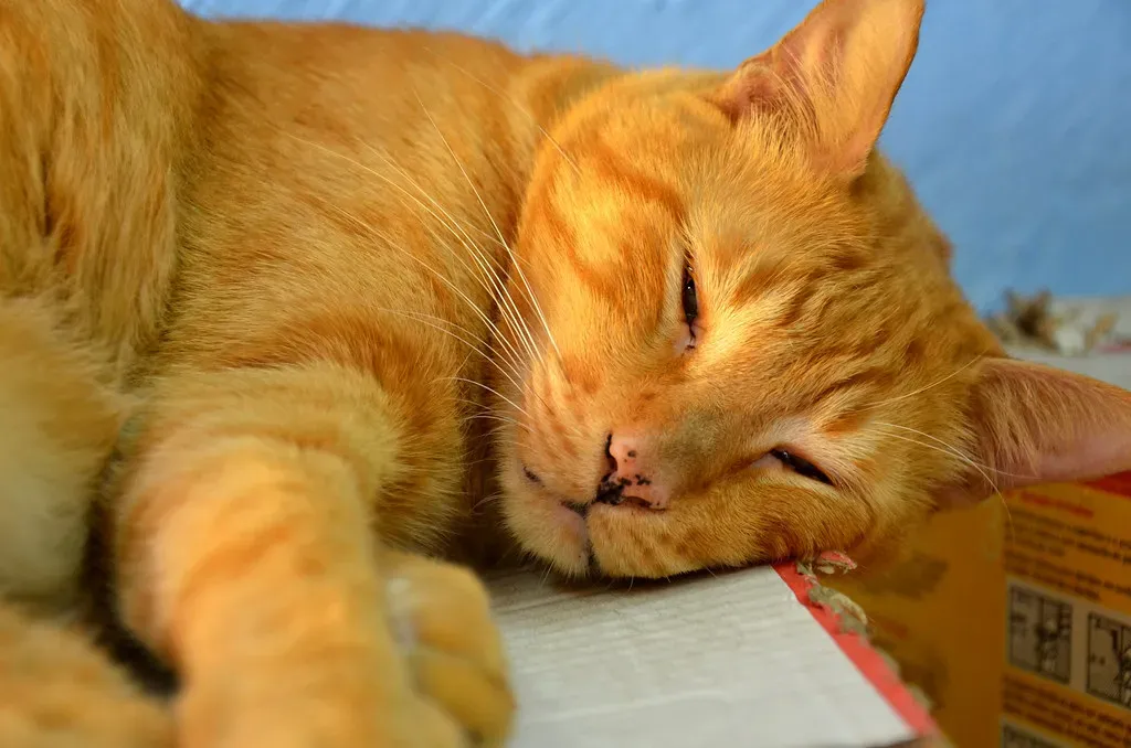 The Evolutionary Advantage of Being Squishy (Image Credits: Flickr)