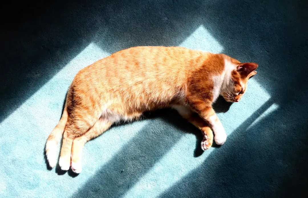 5. Curled In Sunbeams: The Heat-Seeker And Mood Booster (Image Credits: Unsplash)