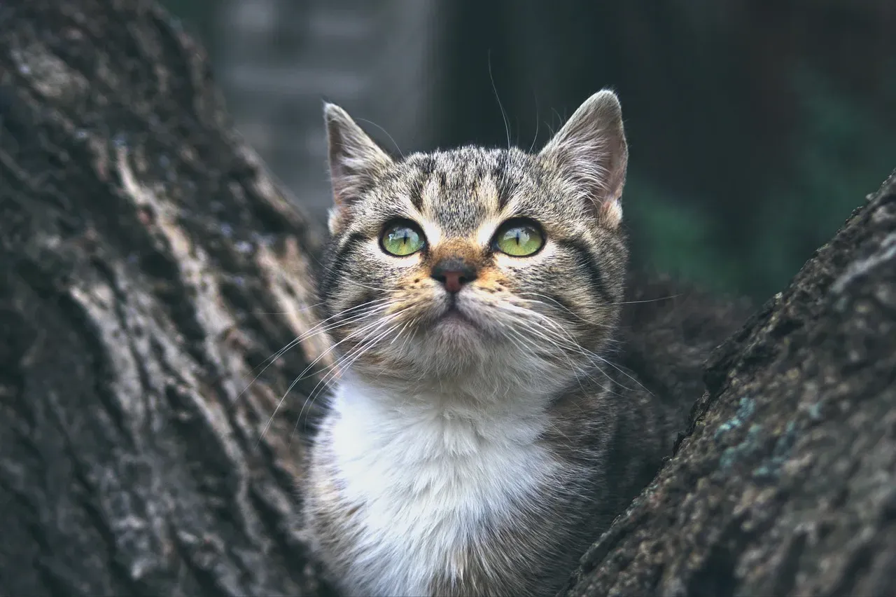 Inspecting the Coat and Skin (Image Credits: Pixabay)