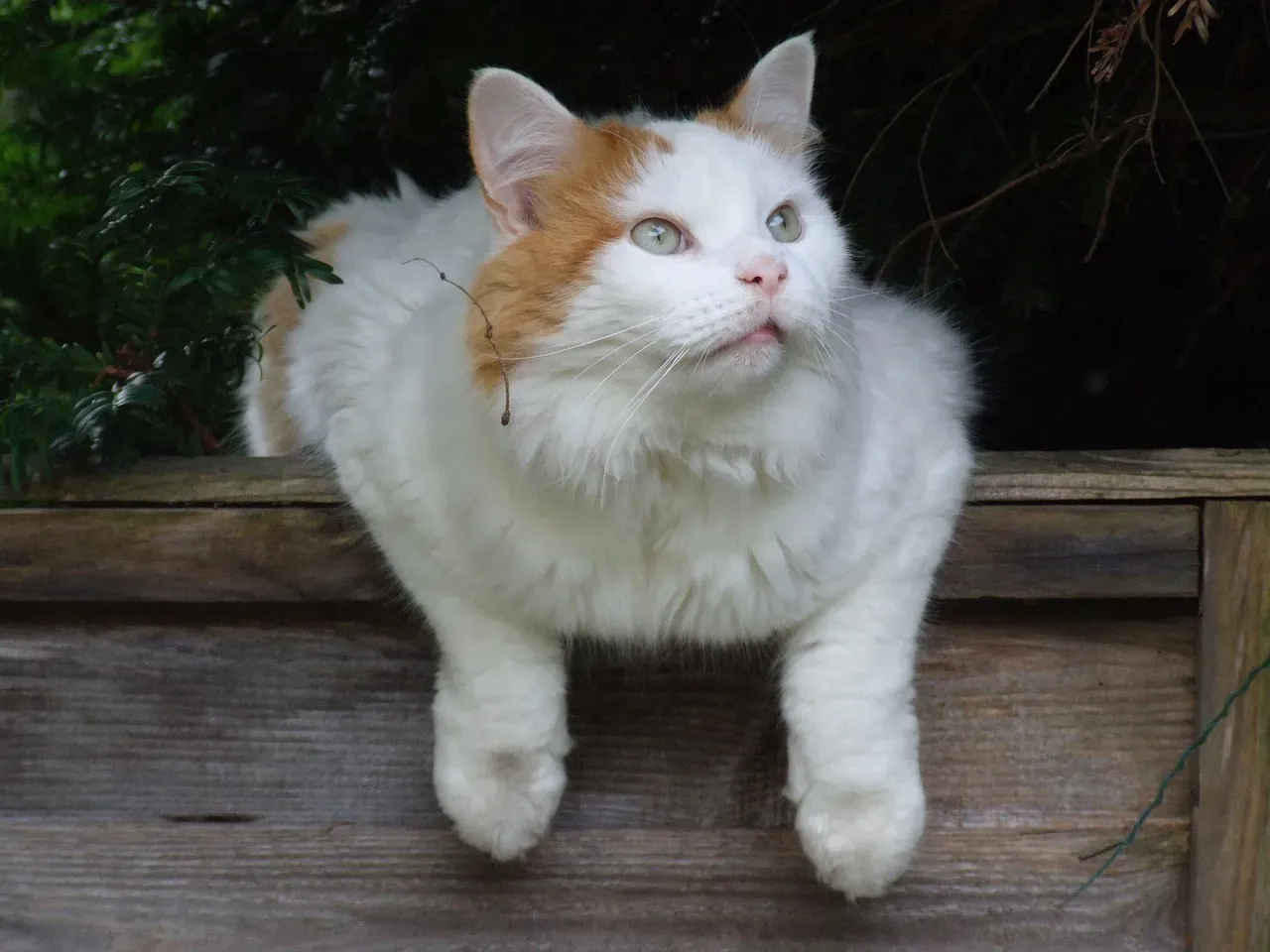 Turkish Van: Strong-Willed Explorers Who Dislike Being Cornered (Image Credits: Pixabay)