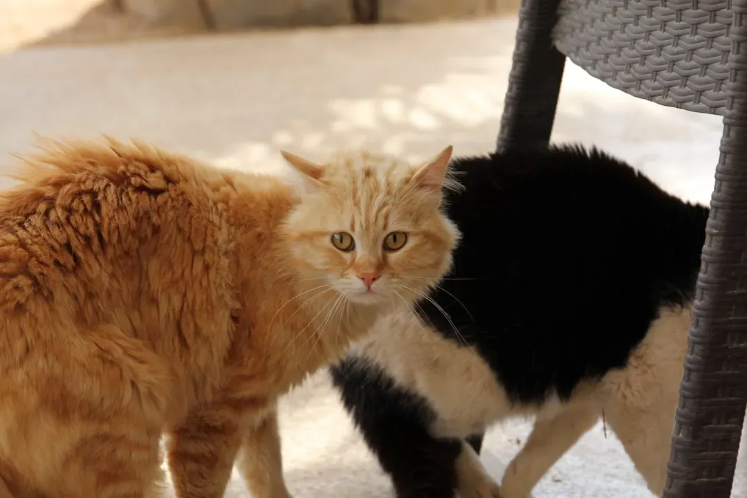 They Position Themselves Between You and Perceived Threats (Image Credits: Unsplash)