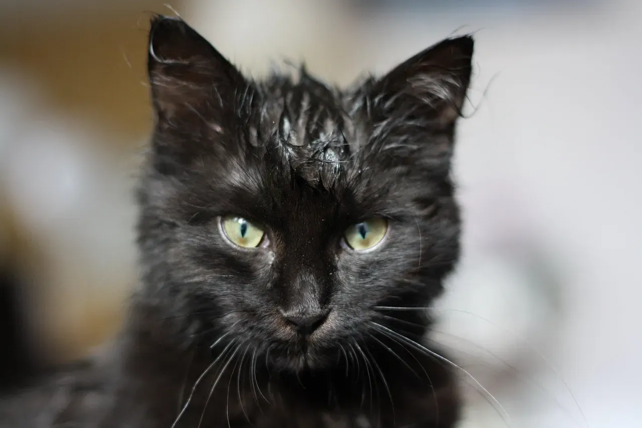 The Weight of Wet Fur Is a Bigger Deal Than You Think (Image Credits: Pixabay)