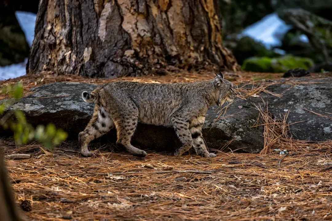 A Coat That Changes With the Season (Image Credits: Unsplash)