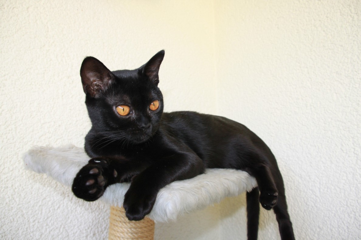 Bombay - The Mini Panther (Image Credits: Wikimedia)
