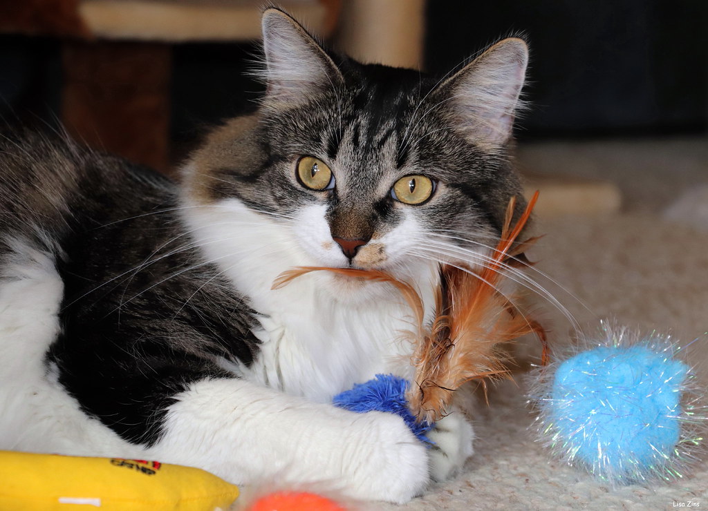 8. The Toy Delivery Service (Image Credits: Flickr)