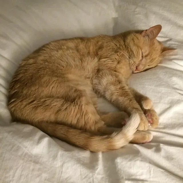 The Tip Twitch: Mild Irritation Brewing (Image Credits: Flickr)