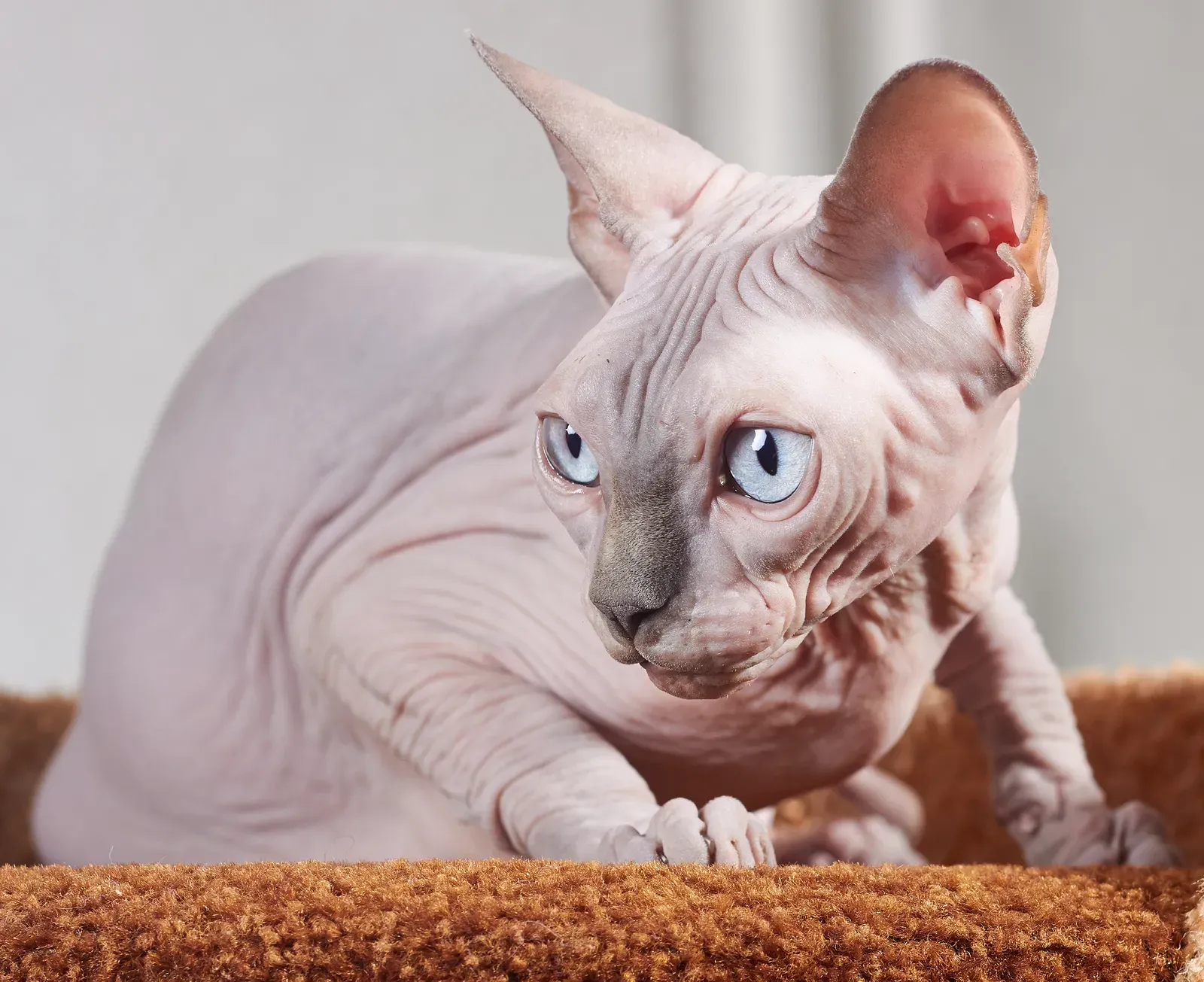 #3 Sphynx (By Dmitry Makeev, CC BY-SA 4.0)