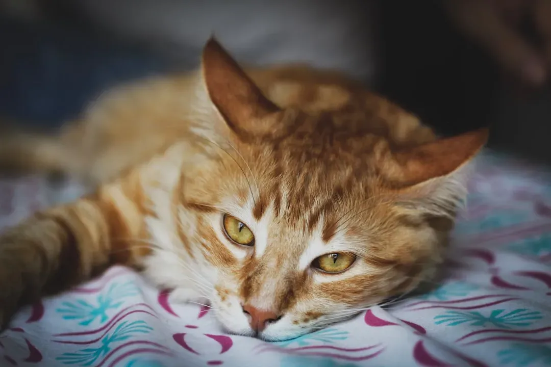 When to Stop Waiting and Call the Vet (Image Credits: Unsplash)