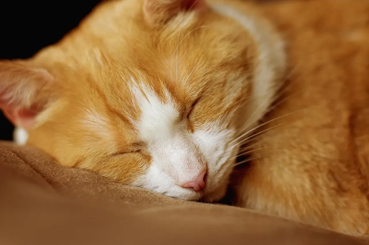 The Complex Brain Activity During Feline Slumber (Image Credits: Pixabay)
