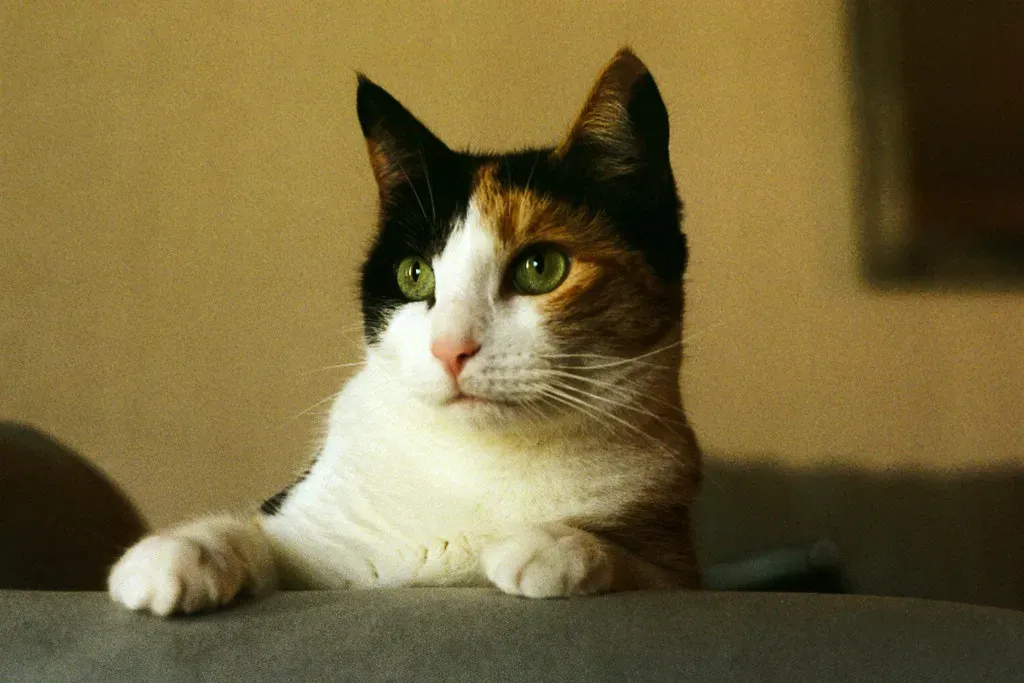 They Imitate Your Physical Gestures (Image Credits: Flickr)