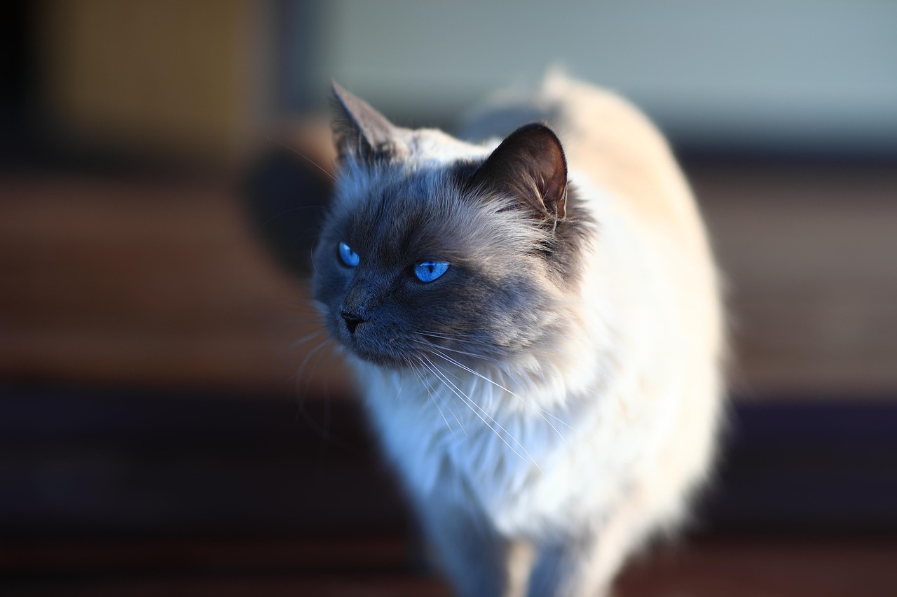 Birman: The Sacred Temple Cat (Image Credits: Pixabay)