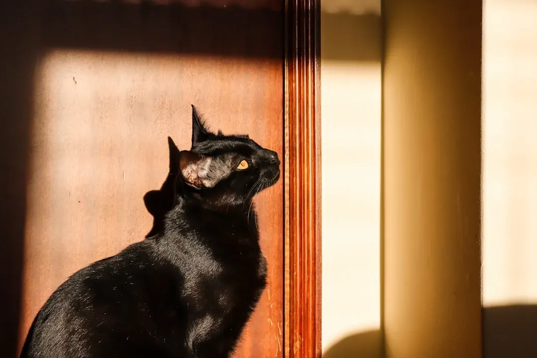 Bombay: The Miniature Panther (Image Credits: Unsplash)