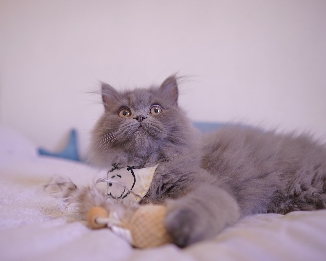 The Gift-Giving Ceremony (Image Credits: Unsplash)