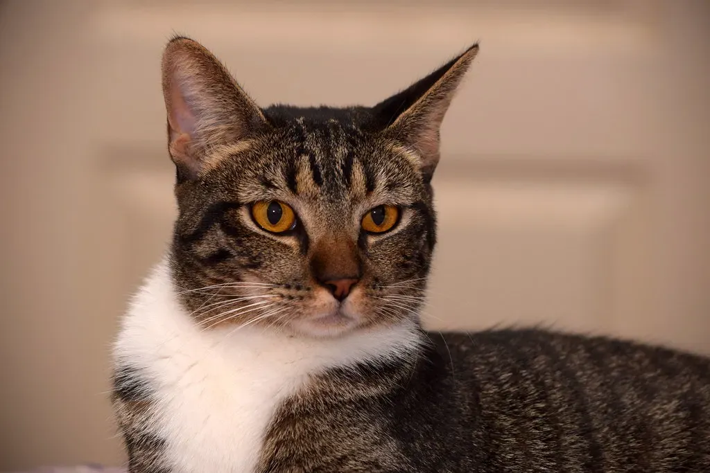 Rapid Twitches Signal Irritation and Overwhelm (Image Credits: Flickr)