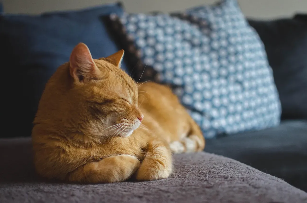 #10 - For Some Cats, It's a Quiet Ritual of Comfort and Connection (Image Credits: Pixabay)
