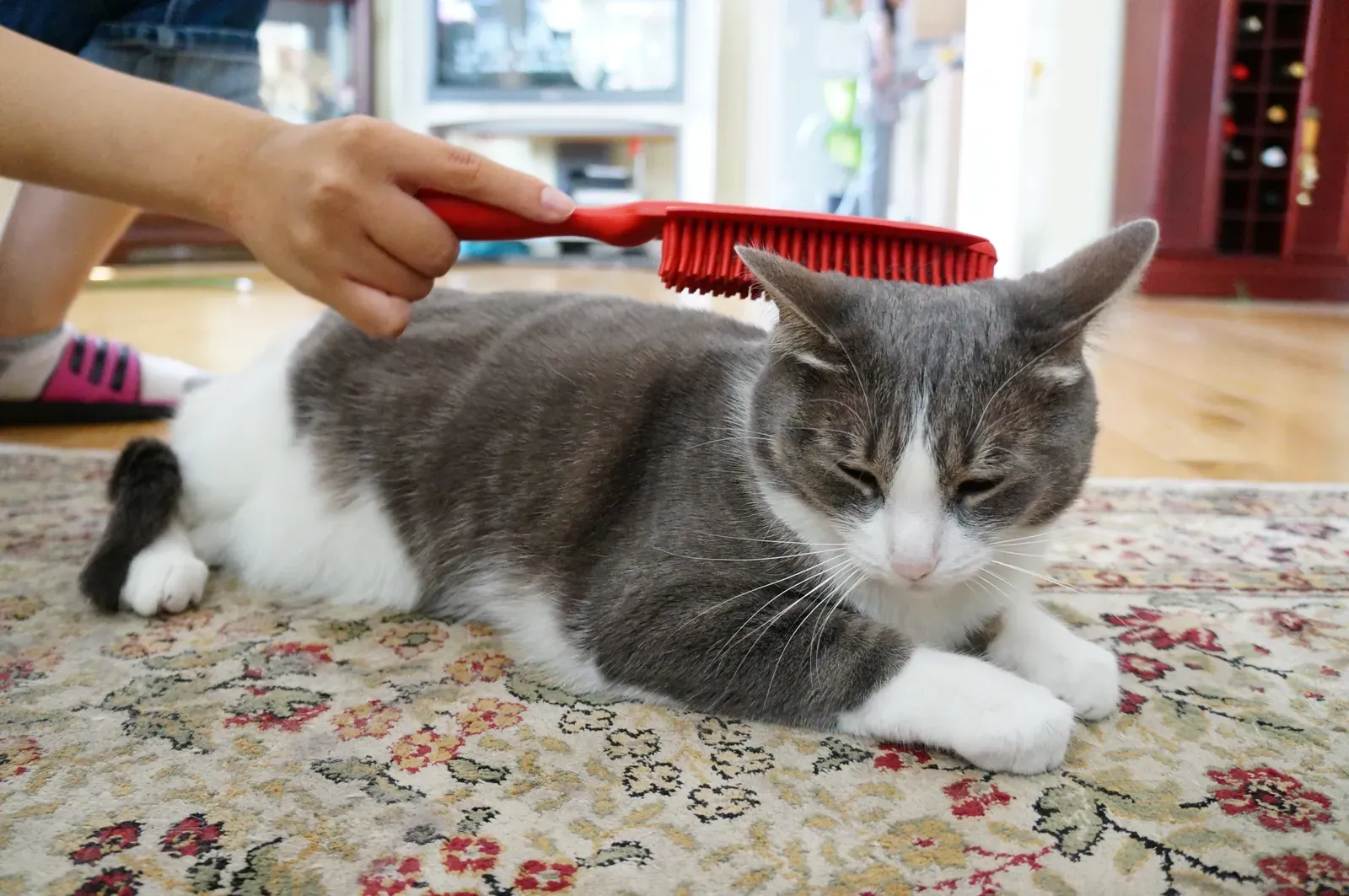 Brushing Against the Direction of Fur Growth (Image Credits: Wikimedia)