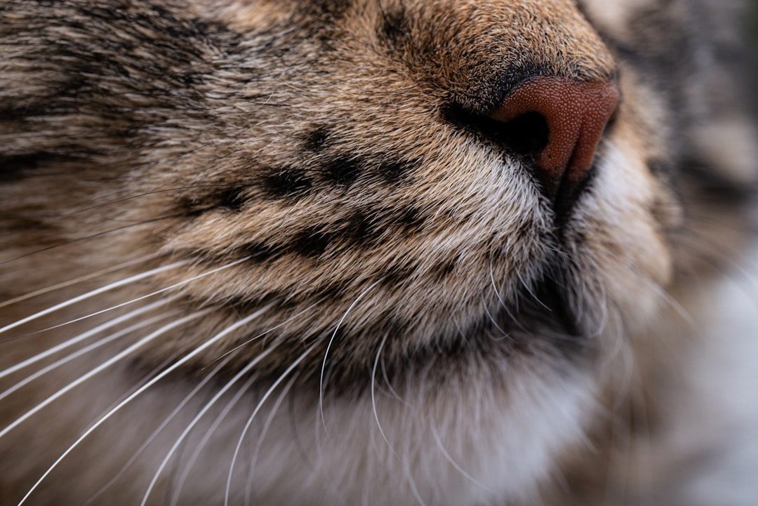 The Subtlety of Nose-to-Nose Greetings (Image Credits: Unsplash)