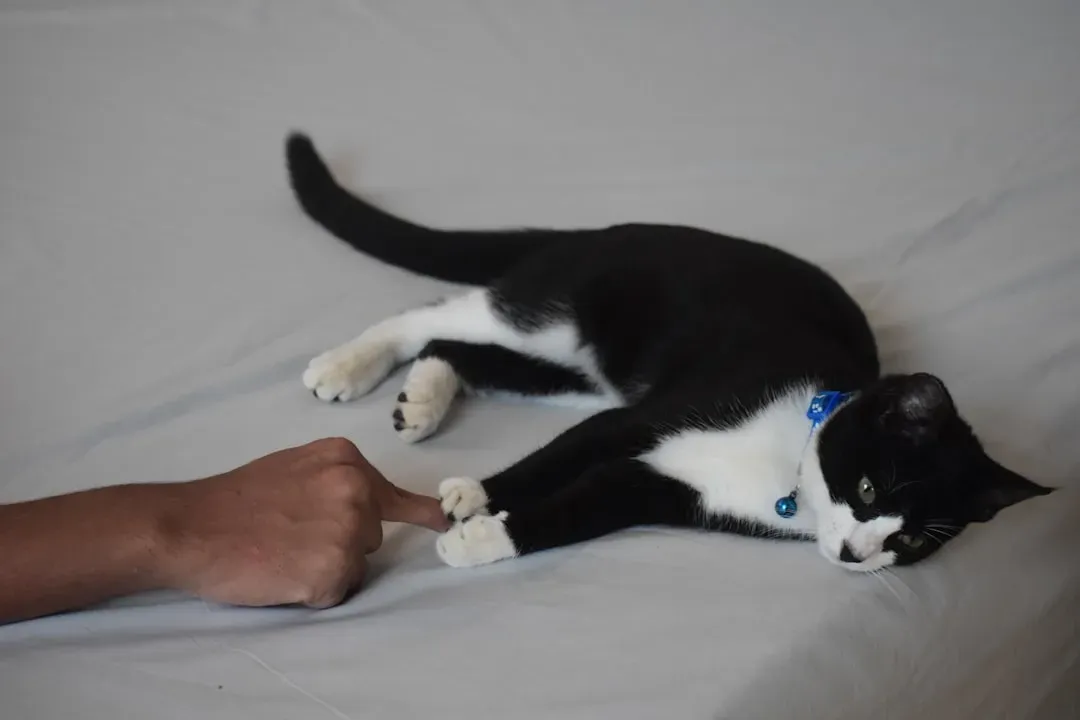 3. Using Your Hands as Toys During Playtime (Image Credits: Unsplash)