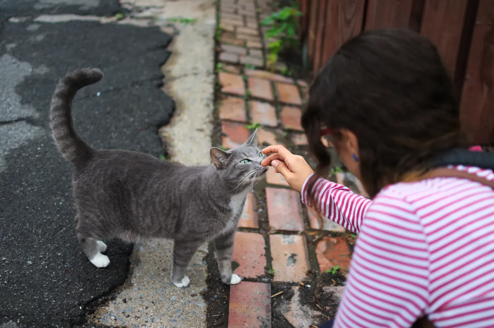 #5 Gentle, Cat Initiated Physical Affection (By Ivanhercaz, CC BY-SA 4.0)