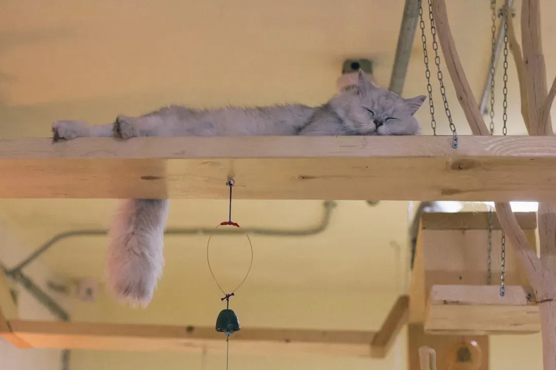 Vertical Territory That Reaches the Ceiling (Image Credits: Unsplash)