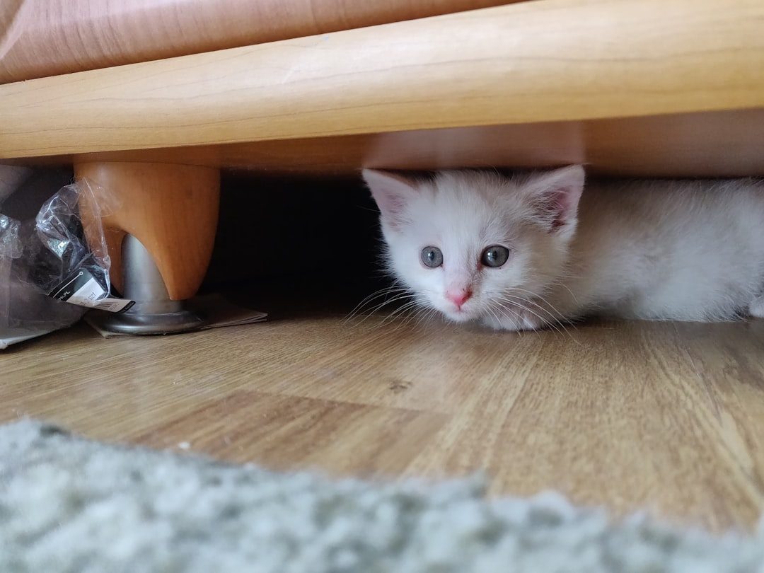 Your Cat Starts Hiding More Than Usual (Image Credits: Unsplash)