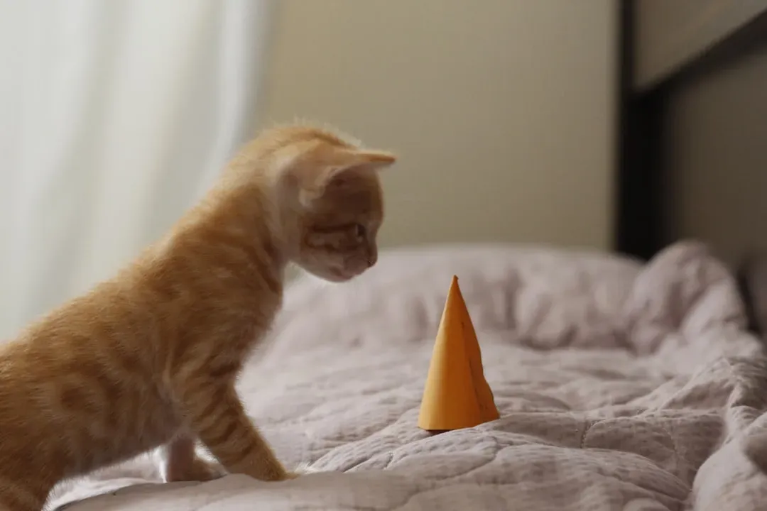 Object Permanence: They Know Things Still Exist When Hidden (Image Credits: Unsplash)