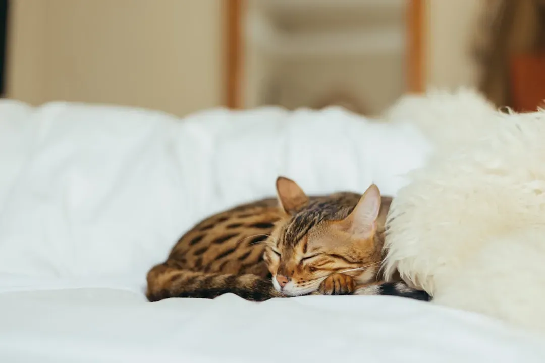 #6 Bengal (Image Credits: Unsplash)