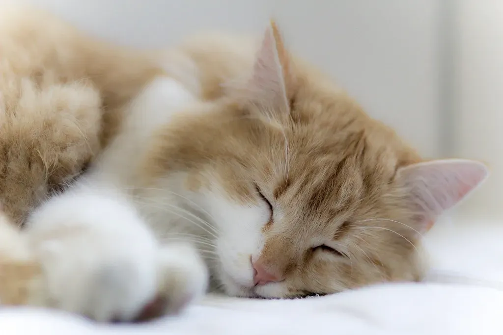 What Your Cat Is Most Likely Dreaming About (M∂rςΦ, Flickr, CC BY 2.0)