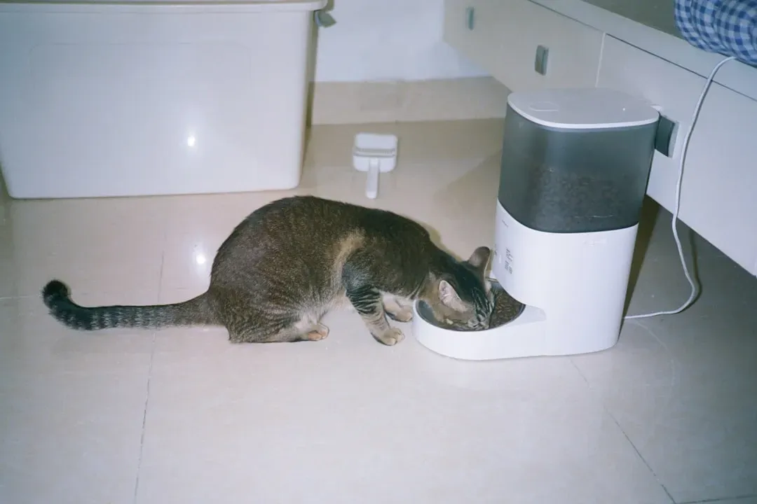 Natural Grazing Versus Scheduled Meals (Image Credits: Unsplash)