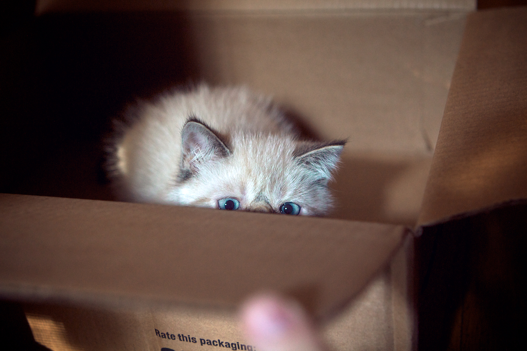 Emotional Regulation: Processing Feelings Through Hiding (Image Credits: Flickr)