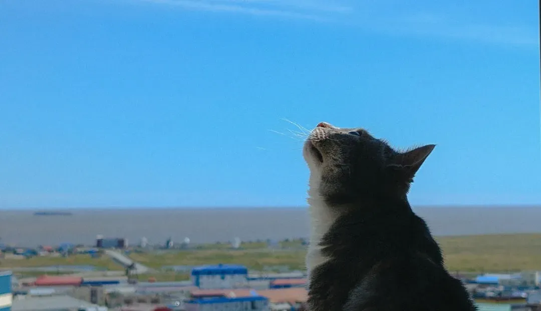 The Sounds of Birds Are Irresistible (Image Credits: Unsplash)