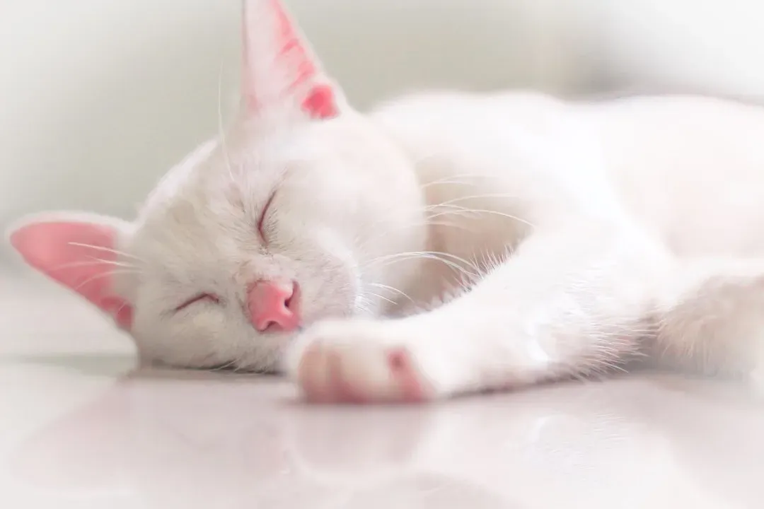 Conclusion: The Science Hidden in Every Catnap (Image Credits: Unsplash)