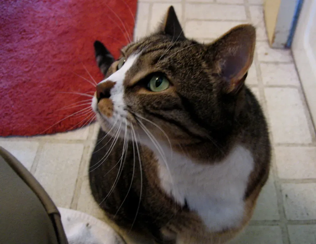 6. Following You to the Bathroom (Because Privacy Is Overrated) (Image Credits: Flickr)